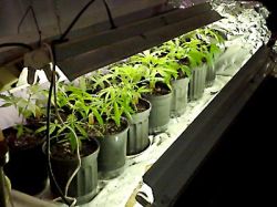 Незаконное культивирование растения Конопля